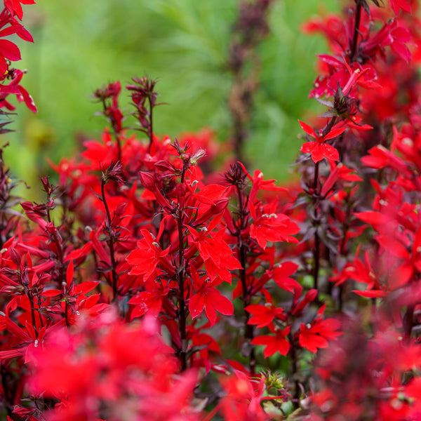 Starship Scarlet Cardinal Flower