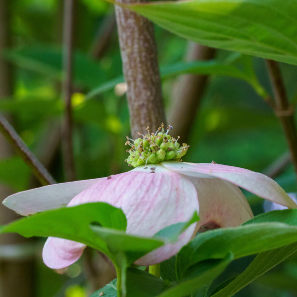 Stellar Pink Dogwood - Dogwood Tree - Flowering Trees