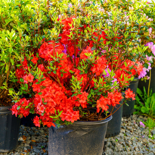 Stewartstonian Azalea - Azalea - Shrubs