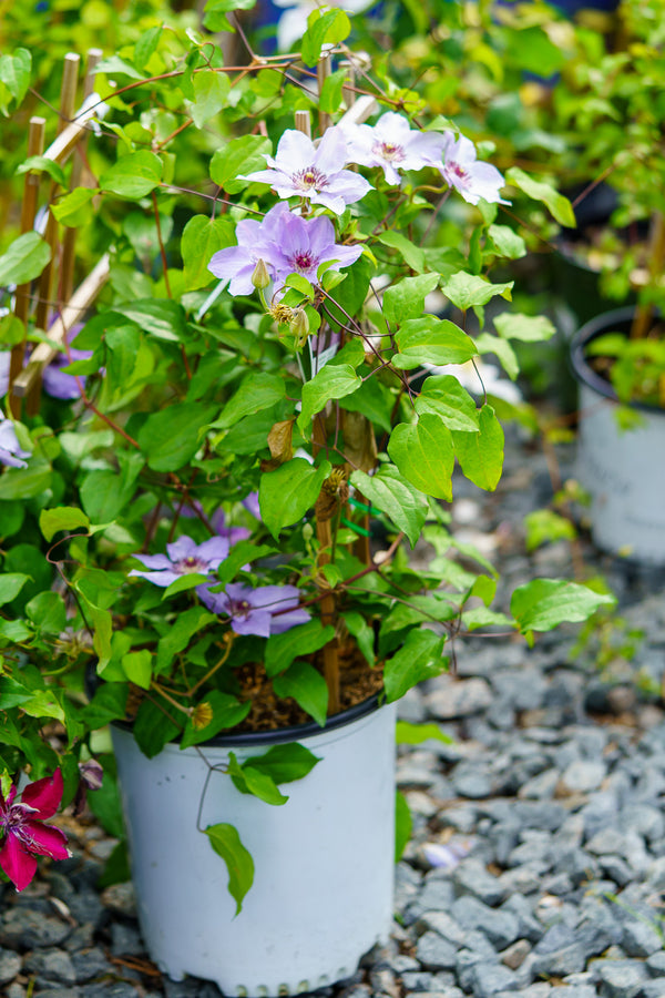 Still Waters Clematis