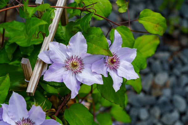 Still Waters Clematis