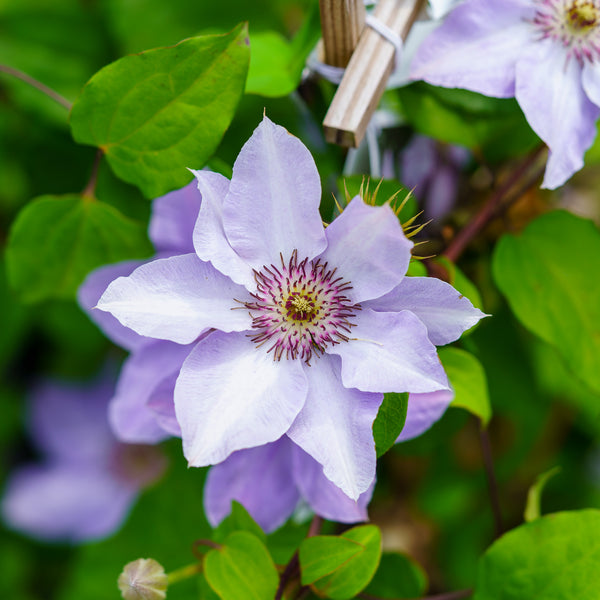 Still Waters Clematis