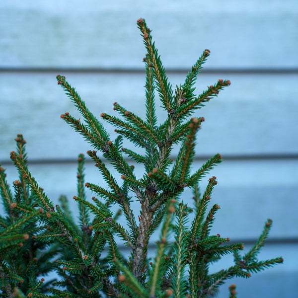 Stoner Norway Spruce