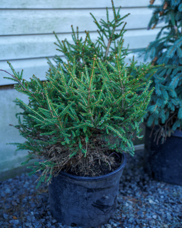 Stoner Norway Spruce