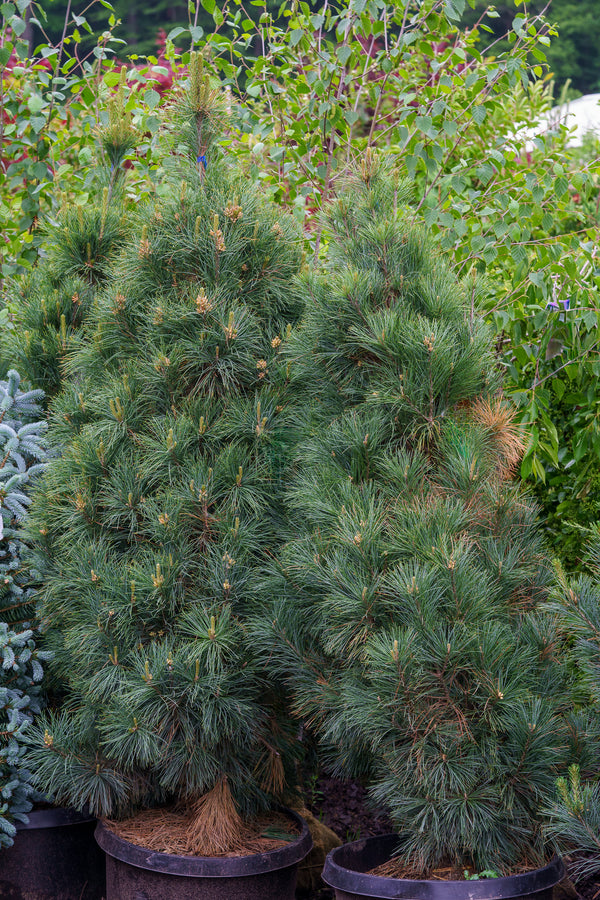 Stowe Pillar White Pine - Pine - Conifers