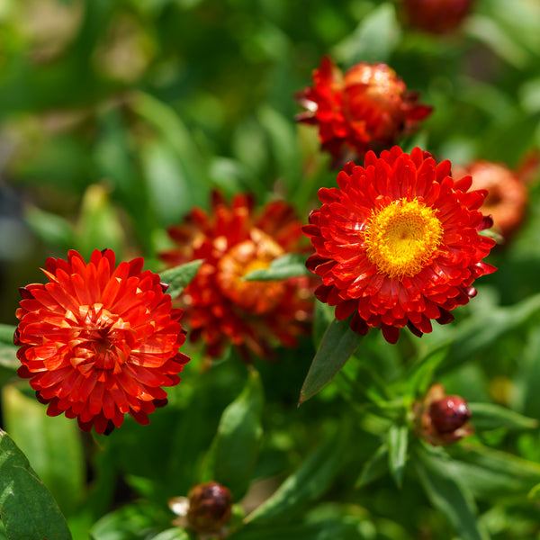 Strawflower