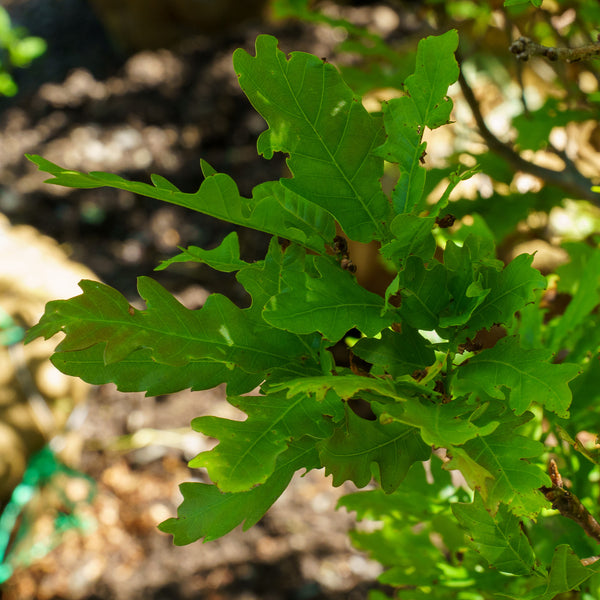 Streetspire Oak - Oak - Shade Trees