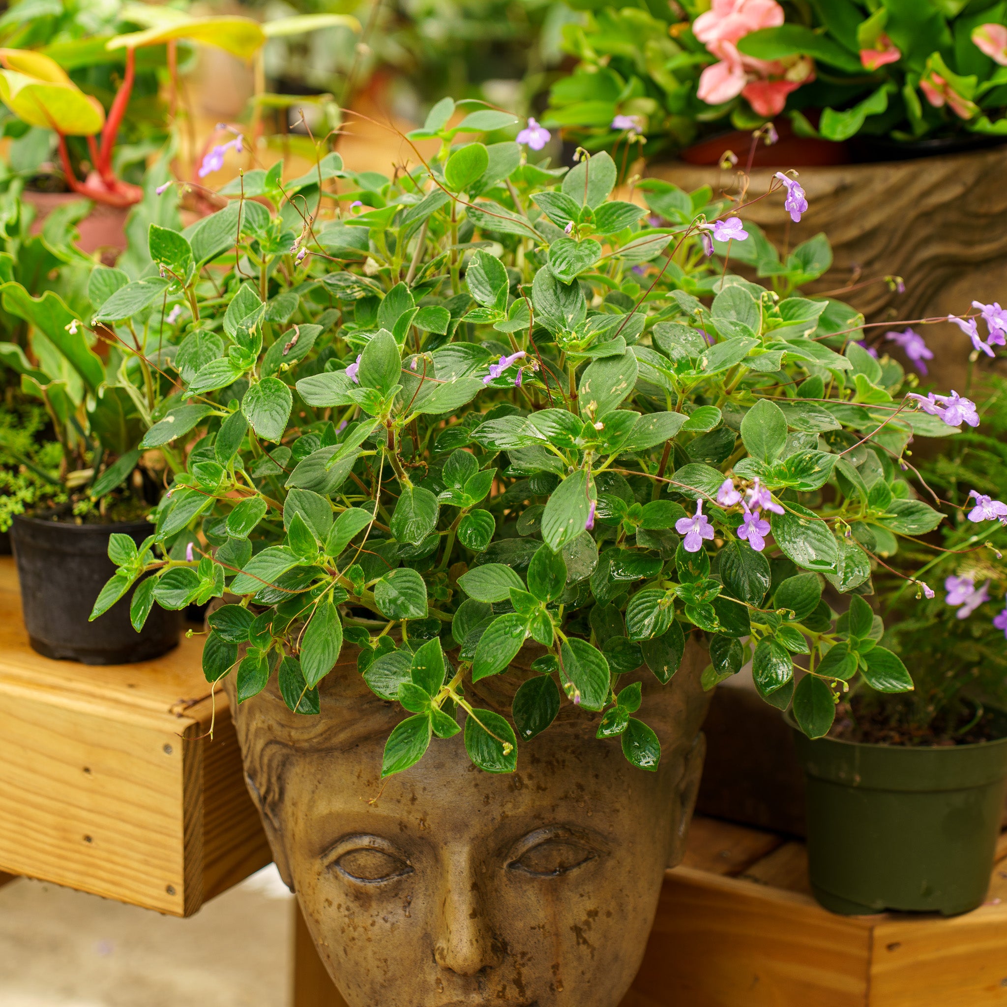 Dauphin Violet Streptocarpella – Plant Detectives