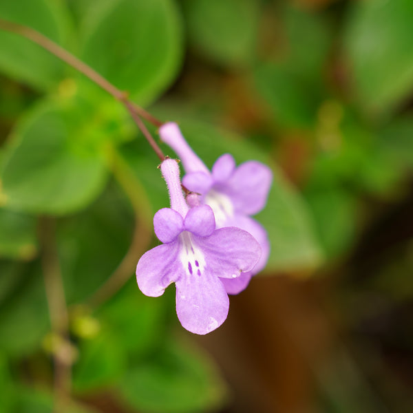 Streptocarpella 'Dauphin Violet'