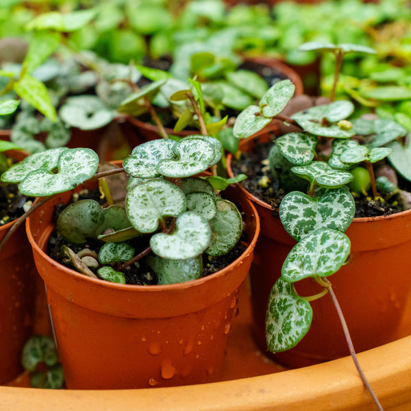 string of succulent plants Assorted Strings – Plant Detectives