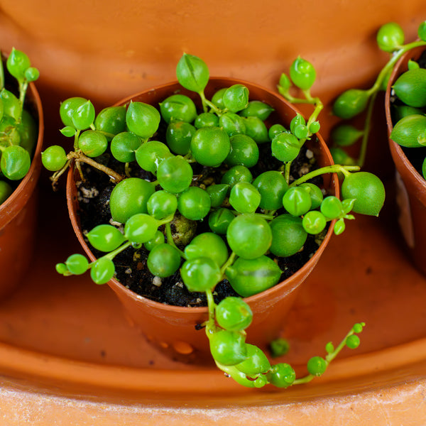 string plants indoor Assorted Strings – Plant Detectives