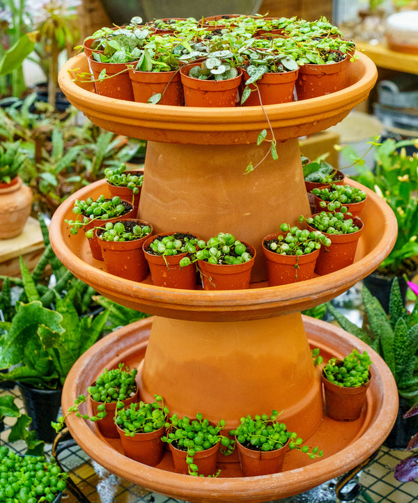 different string succulents Assorted Strings – Plant Detectives