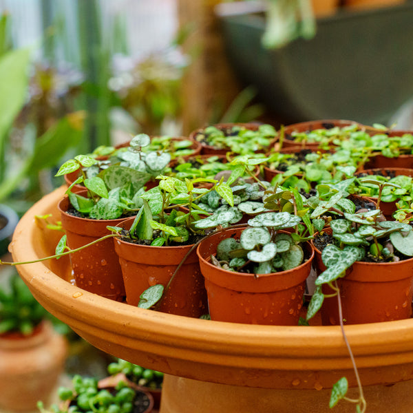 Assorted Strings - Strings - Houseplants