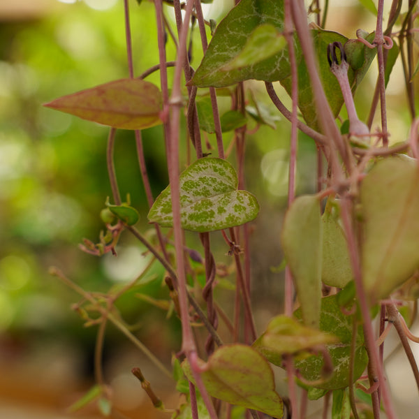 String of Arrows Hanging Basket