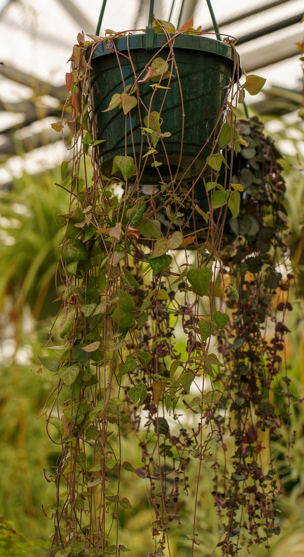 String of Arrows Hanging Basket