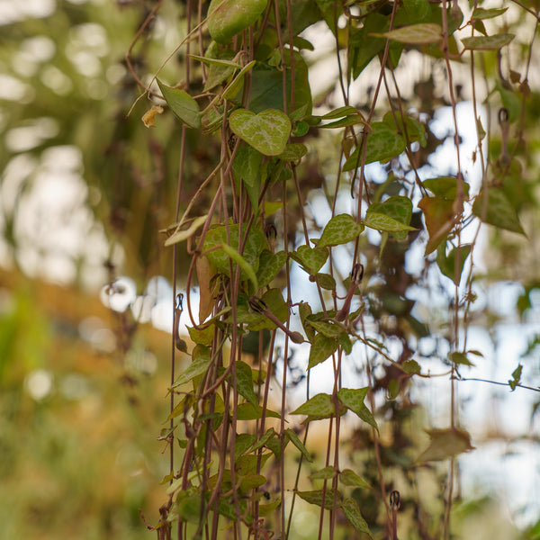 String of Arrows Hanging Basket