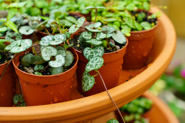 String of Hearts - Strings - Houseplants