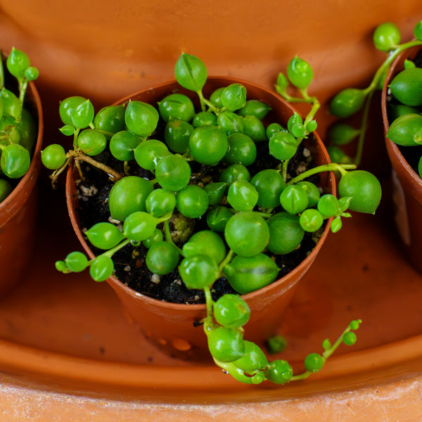 String of Pearls - Strings - Houseplants