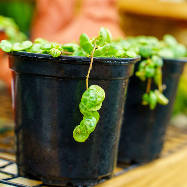 String of Turtles - Strings - Houseplants