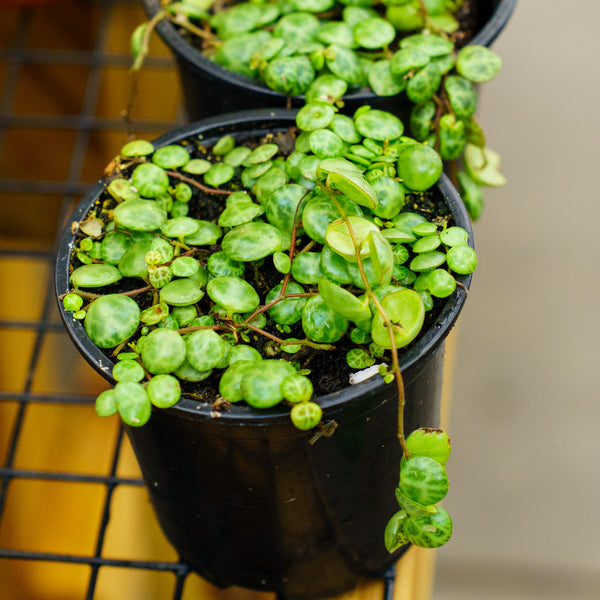 String of Turtles - Strings - Houseplants