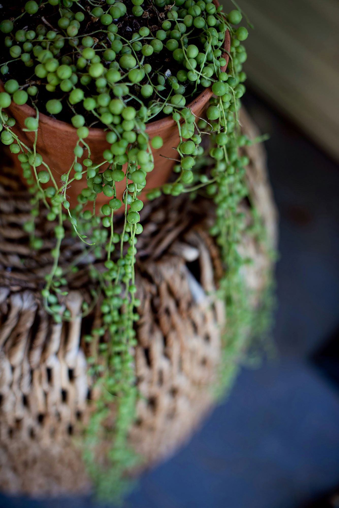 String Plants Plant Detectives