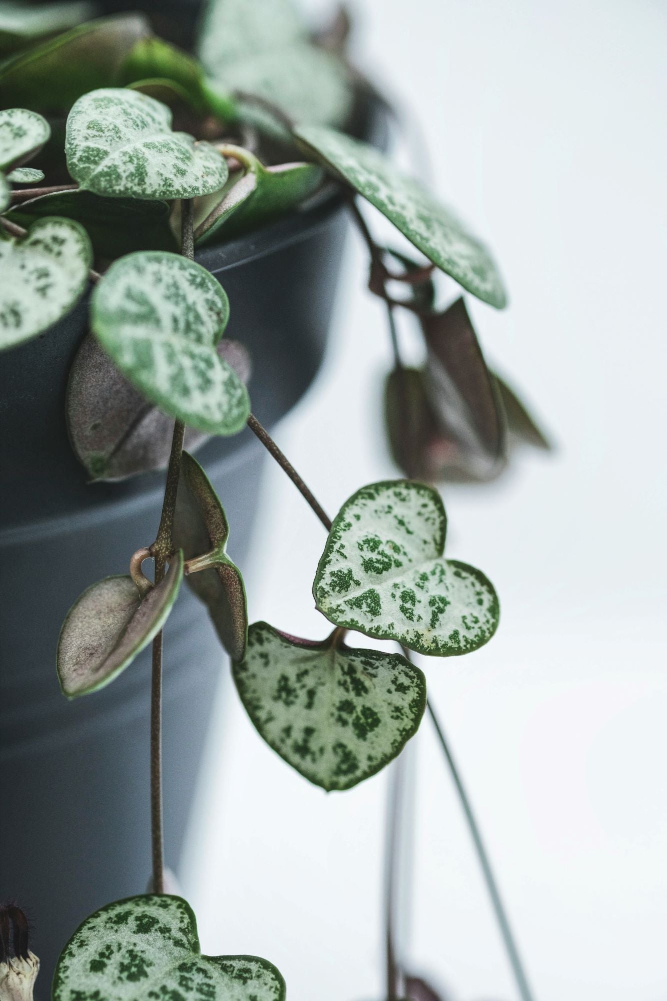 String Plants – Plant Detectives