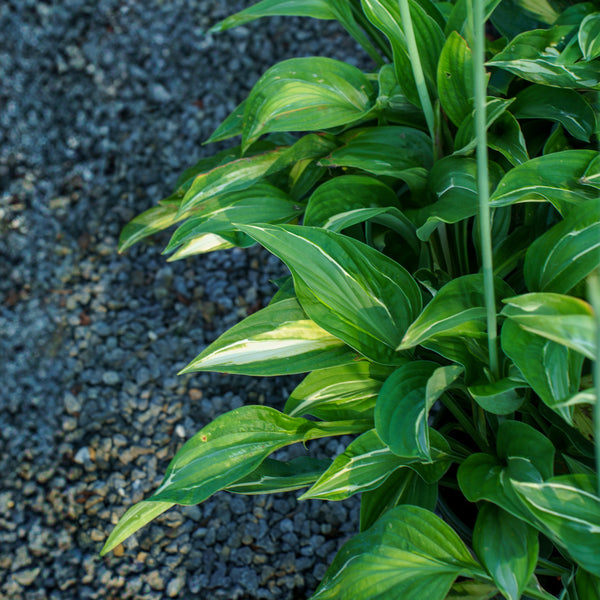 Striptease Hosta