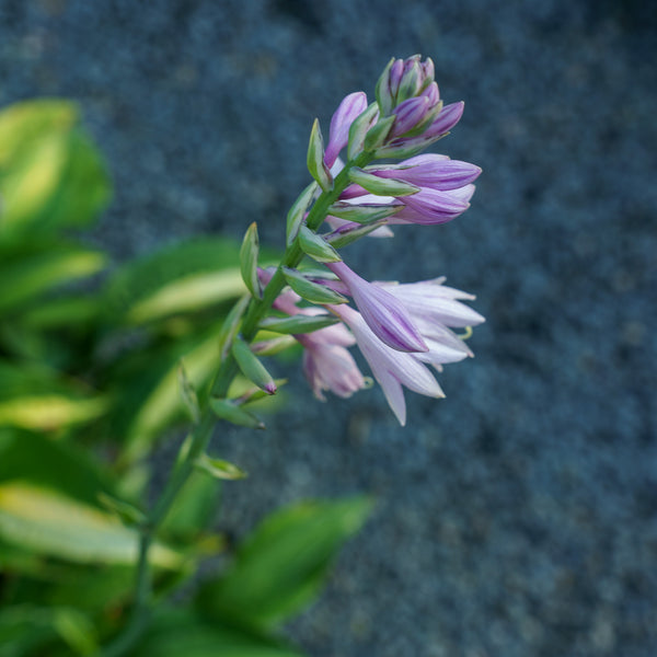 Striptease Hosta