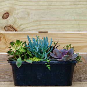 Mixed Succulent Bowl - Succulents - Houseplants