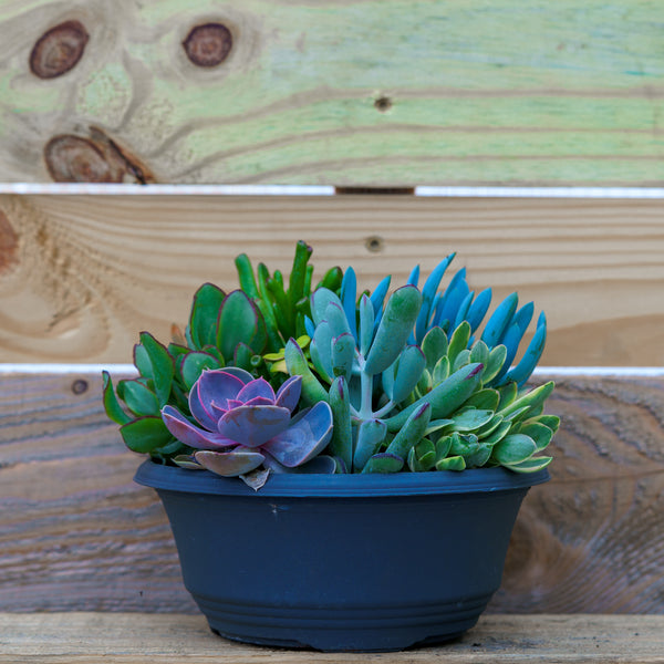 Mixed Succulent Bowl - Succulents - Houseplants