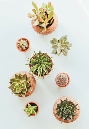 Succulent Care