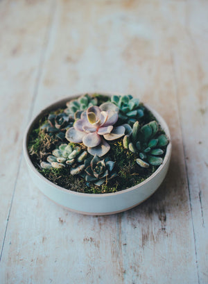 How To Use Succulents