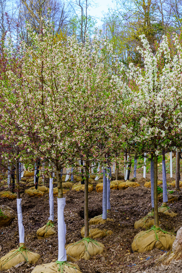 Sugar Tyme Crabapple - Crabapple - Flowering Trees