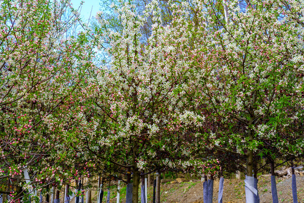 Sugar Tyme Crabapple - Crabapple - Flowering Trees