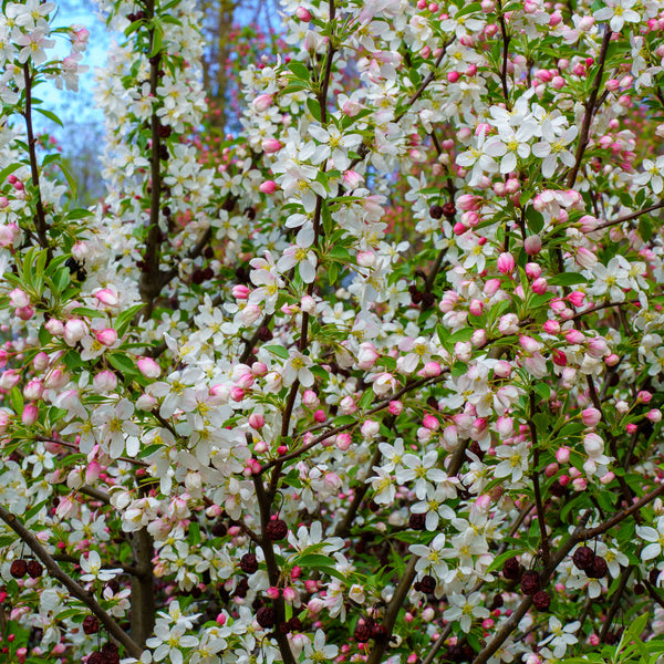 Sugar Tyme Crabapple - Crabapple - Flowering Trees