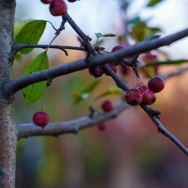 Sugar Tyme Crabapple