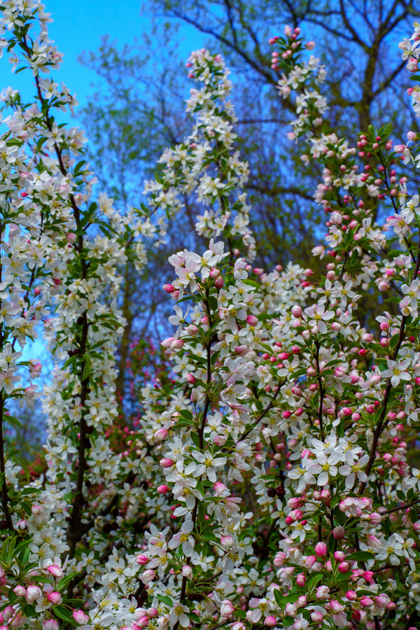 Sugar Tyme Crabapple - Crabapple - Flowering Trees