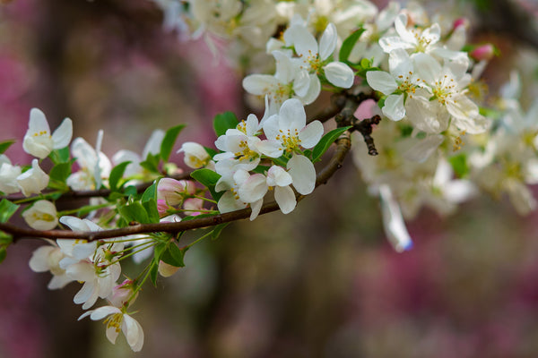 Sugar Tyme Crabapple - Crabapple - Flowering Trees