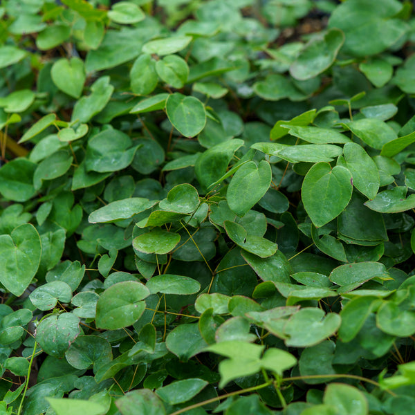 Sulphureum Barrenwort