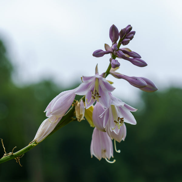 Sum and Substance Hosta