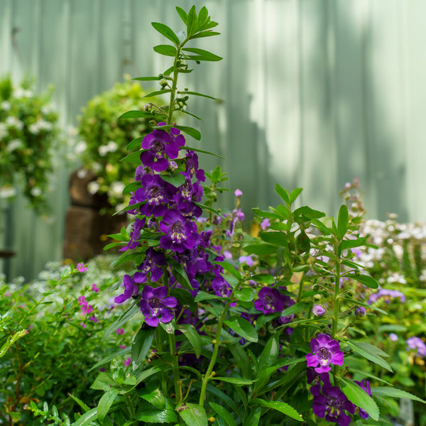 Summer Snapdragon