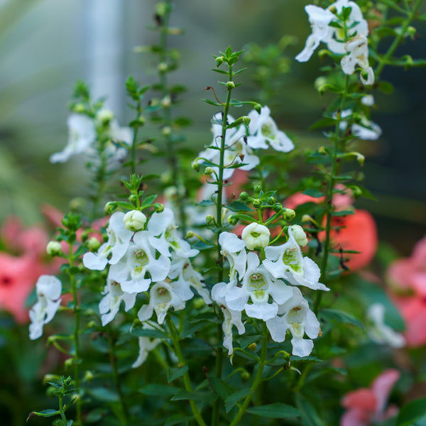 Summer Snapdragon