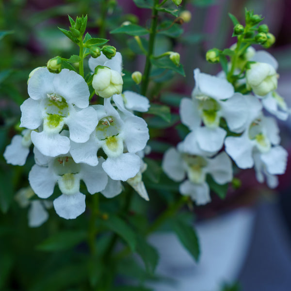 Summer Snapdragon