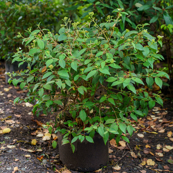 Summer Snowflake Doublefile Viburnum