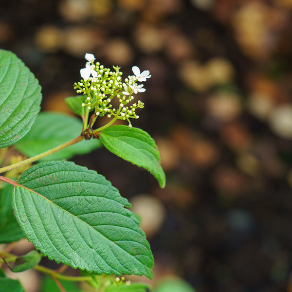 Summer Snowflake Doublefile Viburnum