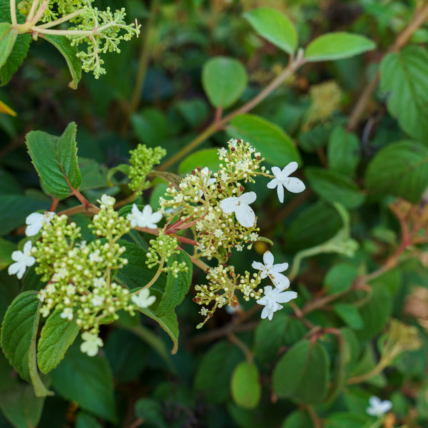 Summer Snowflake Doublefile Viburnum