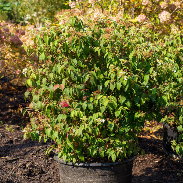 Summer Snowflake Doublefile Viburnum