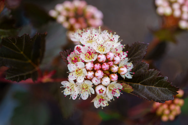 Summer Wine Ninebark - Ninebark - Shrubs