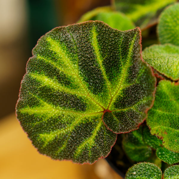 Sun Changing Begonia