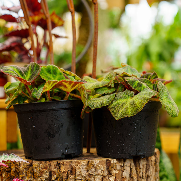 Sun Changing Begonia